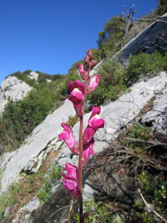 Antirrhinum majus